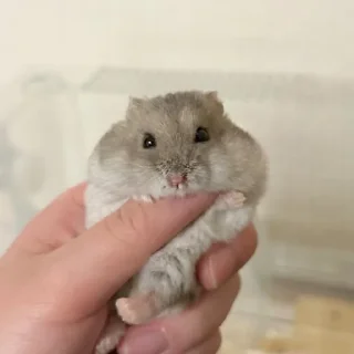 🐹