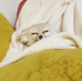 💤