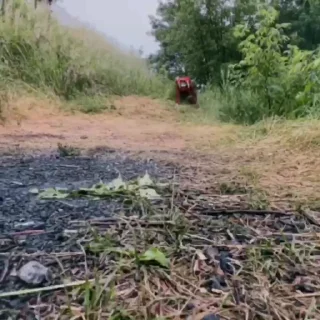 🐻