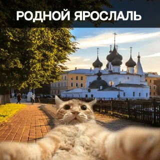 😸