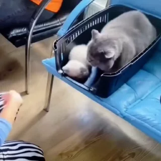 🐈