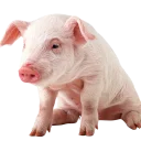 🐷