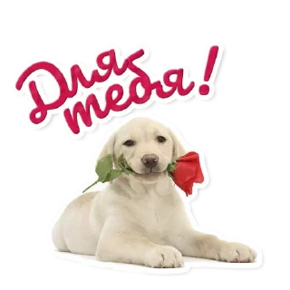 🌹