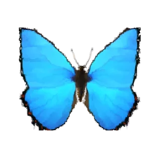 🦋
