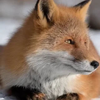 🤩