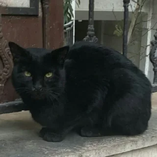 🐈