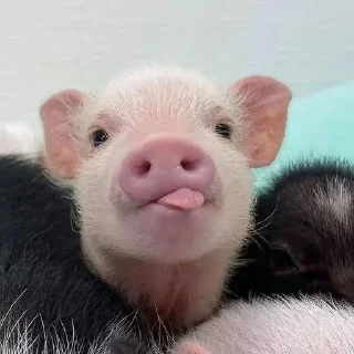 🐷