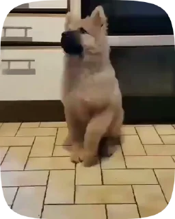 🐶