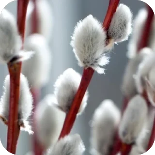 🌱