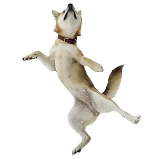 🐶