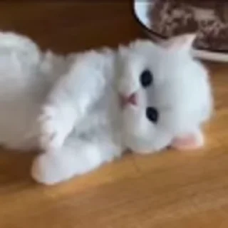 🐈‍⬛