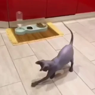 🐈