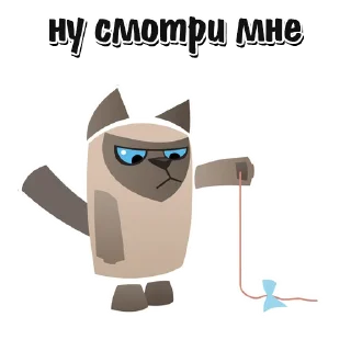 🐱
