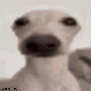 🗿