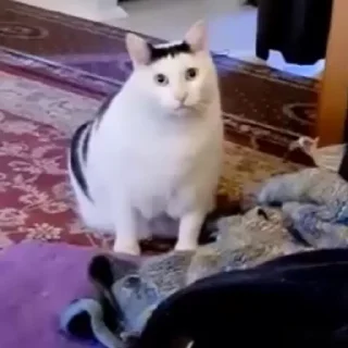 💁‍♂️