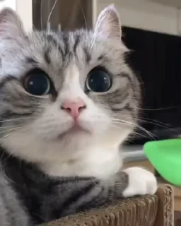 🥺