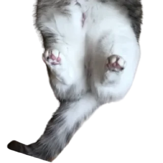😺