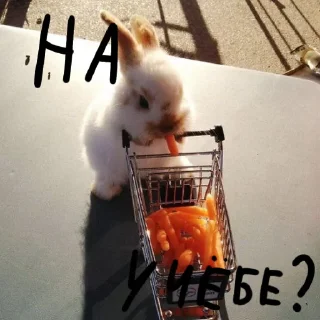 🐰