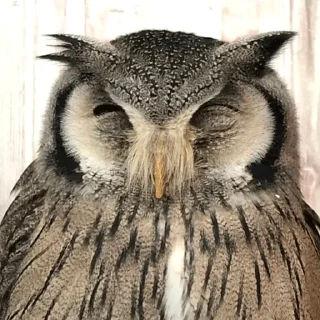 😴