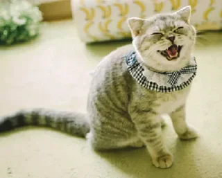 🤪