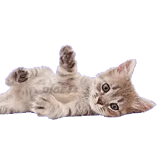 🤪