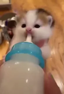 😻
