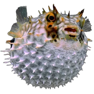 🐡