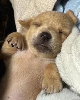 😴