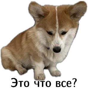 😿