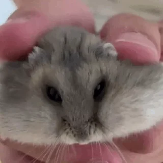 🐹