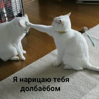 😺