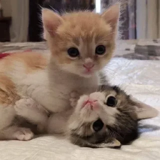 💗