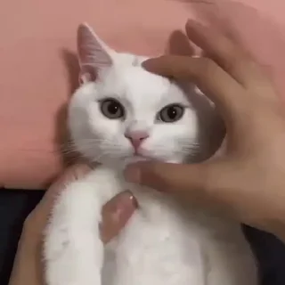 🐈