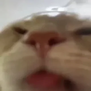😺