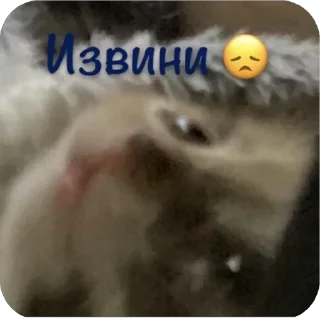😿