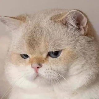 😺