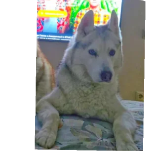 🐶