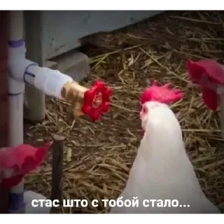 🐓
