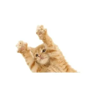 🐱