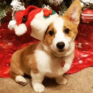 🎄
