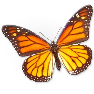🦋