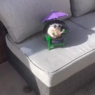 🦔