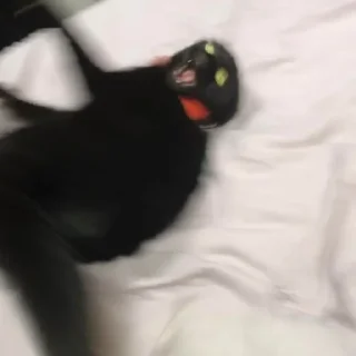 😺