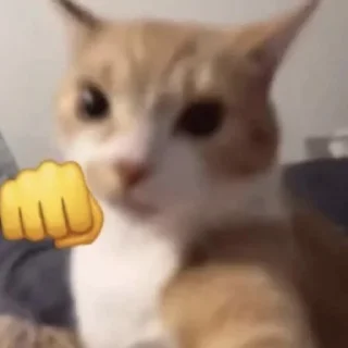 😾