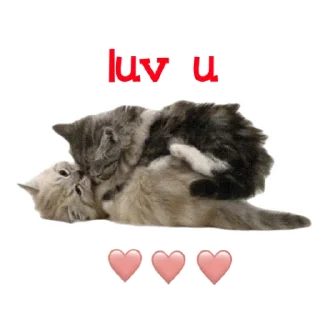 Kitty_of_the_better