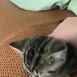 🐈‍⬛️