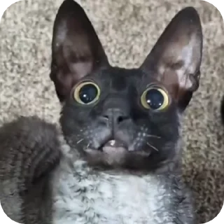 🌟