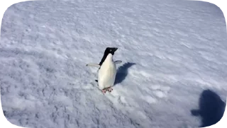 littlepenguin :: @fStikBot