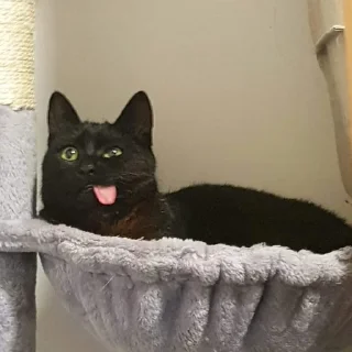 🤪