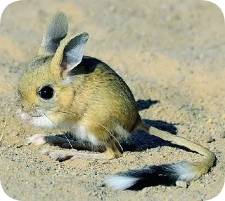 🐁